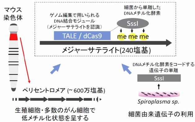 世界初！受精卵のエピゲノム編集に成功　細胞分化制御やDNA組換えを伴わない遺伝子治療などへの応用に期待