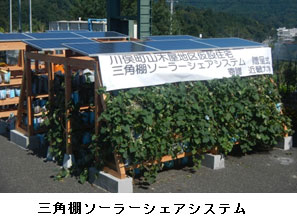 11/9（日） 空中栽培サツマイモの収穫体験会開催<br />
「"オール近大"川俣町復興支援プロジェクト」