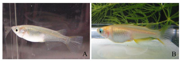 野生メダカとヒメダカの生態・行動特性を解明　近畿大学農学部環境管理学科 准教授 北川 忠生らの研究成果