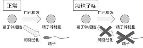 男性不妊症（無精子症）の原因の一端を解明：生物界で広く保存されたヒストンの異型種が精子幹細胞の機能に必須であった！