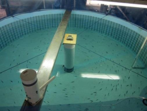 目指すは第二のマグロ完全養殖！キハダの稚魚を世界で初めて海面の生簀へ　近畿大学水産研究所