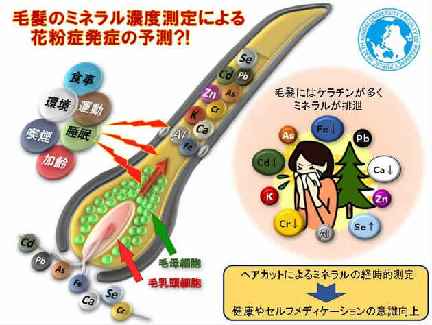 メセルと近畿大学薬学部の共同研究で、花粉症になりやすい男女別の毛髪中のミネラル状態が明らかに！