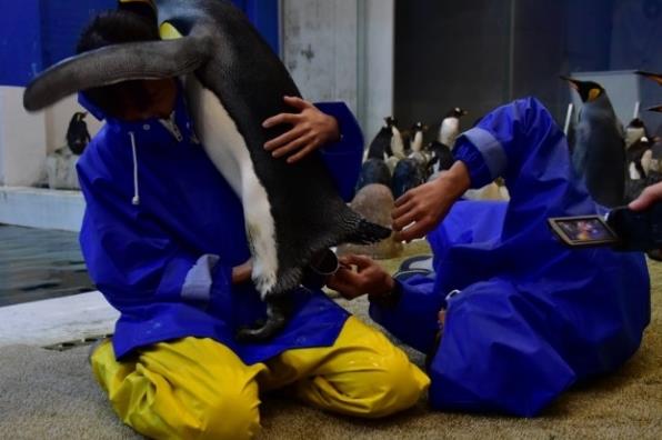 アドベンチャーワールド&#215;生物理工学部　バンドウイルカとキングペンギンの人工授精へ向けた共同研究がスタート　精子を凍結させる保存液の開発と使用技術の確立を目指す