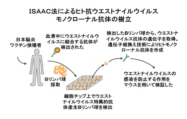 日本脳炎ワクチンを接種した人からウエストナイルウイルス感染症の予防・治療への応用が期待できるヒト型抗体を樹立