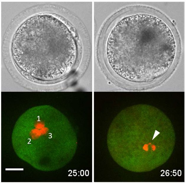 牛の良好受精卵の選別に成功　－牛受精卵の染色体異常を生きたまま見分ける技術を開発－