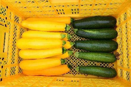 学生が実習で栽培した夏野菜を病院食として提供　アグリビジネス実習受講学生が「食事満足度向上プログラム」に協力