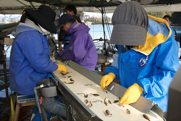 近畿大学水産研究所、養殖稚魚の選別をAIとIoTで効率化　クラウドとデジタル技術を活用して漁業の"働き方改革"を目指す