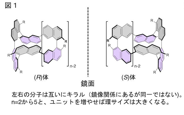 分子の大きさで円偏光発光の回転方向を制御できる環状キラル色素を開発