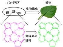 植物の祖先の色素をタンパク質に結合した状態で葉緑素に変換することに成功～光合成生物の増産に期待～