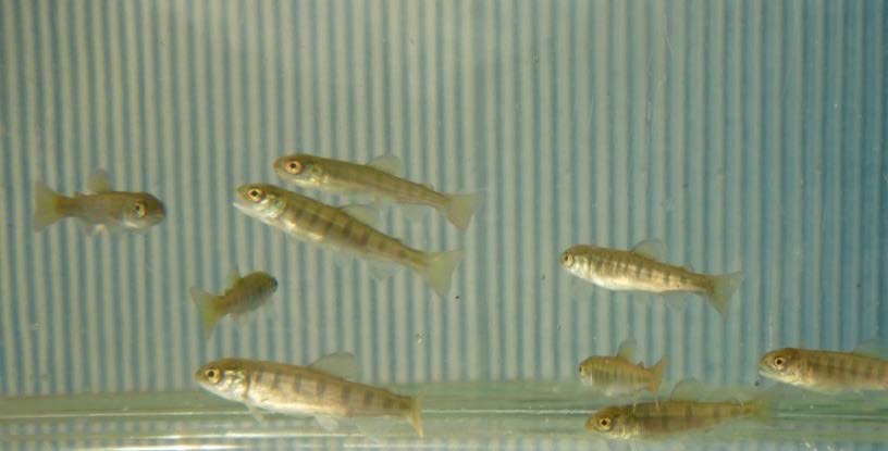 「熊野川きらきら清流まつり」でアマゴ稚魚を放流　水産研究所新宮実験場で人工ふ化・飼育されたアマゴ