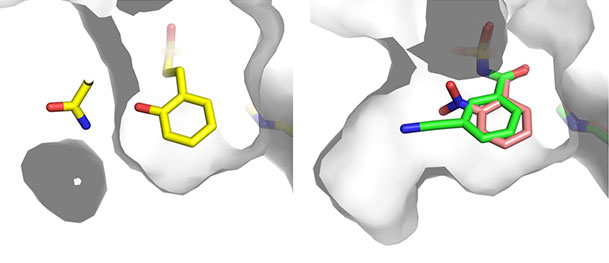 ペプチド医薬品の鍵を握る酵素を制御することに成功　薬剤耐性菌に対応する新薬研究開発への応用に期待