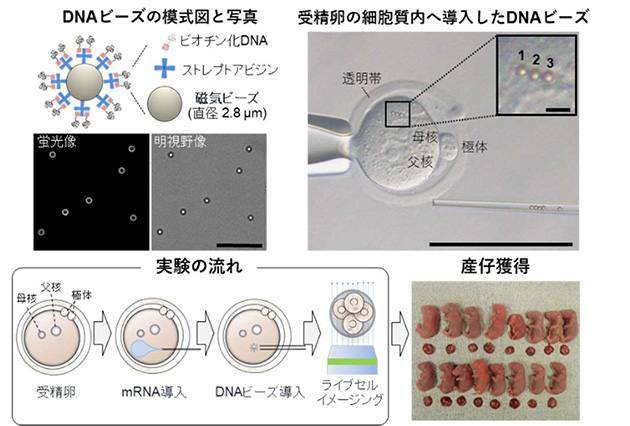 受精卵の中で人工細胞核構造の構築に世界で初めて成功　細胞核が形成される仕組みの一端を明らかに