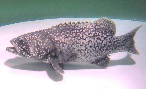 絶滅危惧種タマカイの3歳未成魚のオス化に世界で初めて成功　高級ハタ類の養殖研究の発展に期待