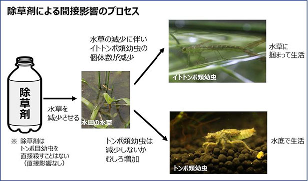 除草剤がイトトンボ幼虫の個体数を減少させることを実証　農薬リスクを高精度に予測し、より良い使用法が選択可能に