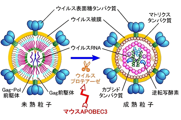 がんやエイズの原因となる「レトロウイルス」の働きを阻害する　新しい仕組みを世界で初めて解明