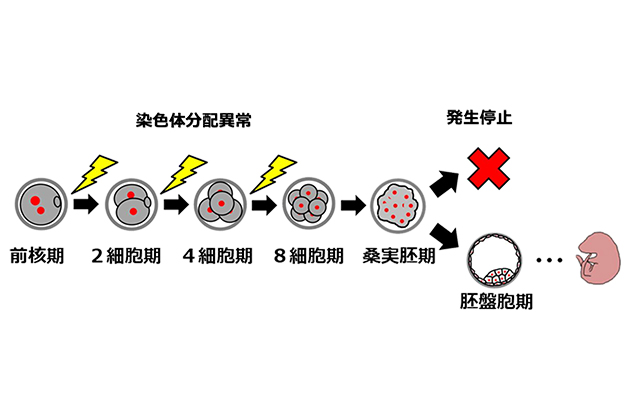 受精卵の染色体分配異常が必ずしも出生に影響しないことを発見