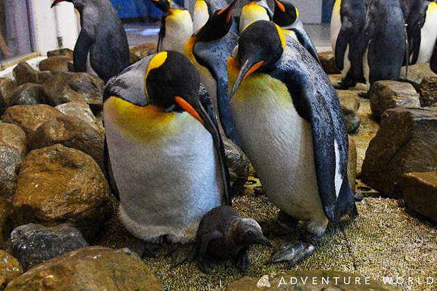 アドベンチャーワールド×近畿大学　キングペンギンの人工授精に成功しました！