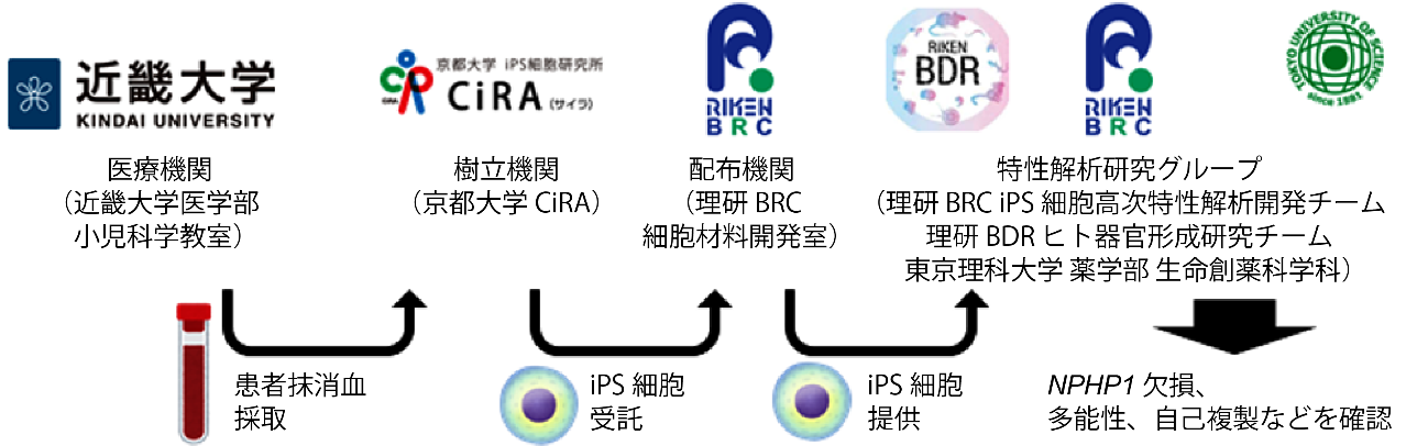 遺伝性腎臓病のヒトiPS細胞を樹立　－難病「若年性ネフロン癆」の発症機序解明と治療法開発に期待－