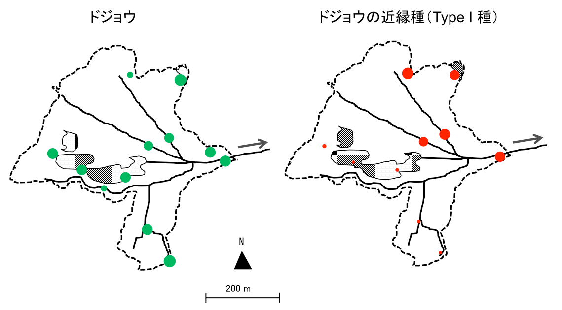 湿地の水からその場所に住む生物のDNAを検出　「環境DNA分析」で2種類ドジョウの生息地域の分布が明らかに