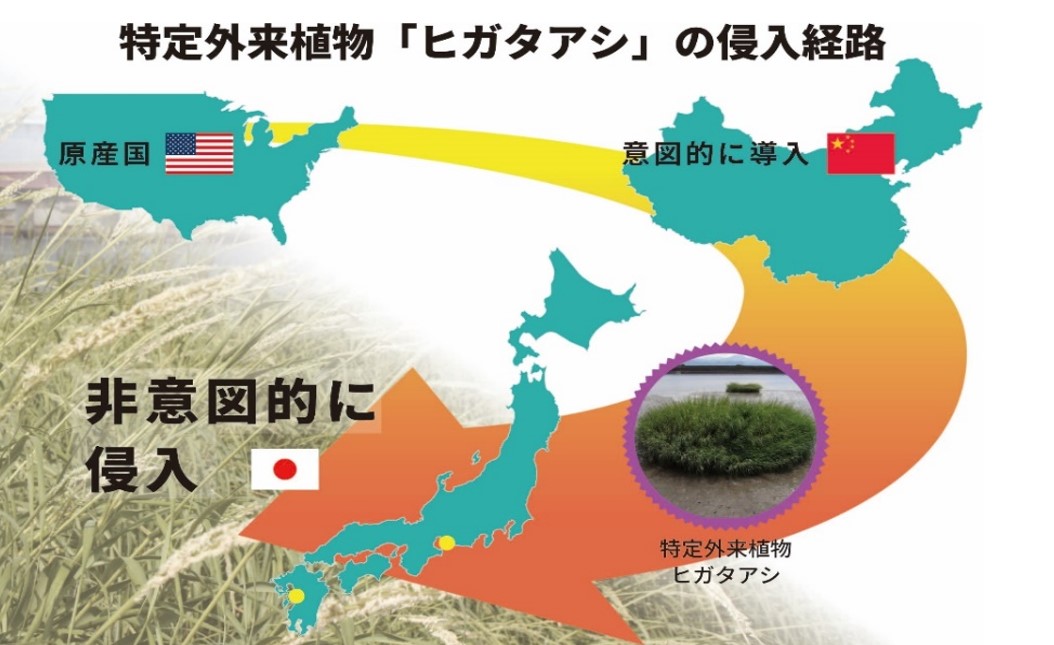 特定外来植物「ヒガタアシ」の日本への侵入経路を解明　原産地の北米東部から中国を経由した二次的な経路で侵入