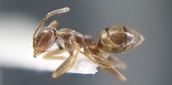 侵略的外来アリの侵略性・侵入成功のカギは食の多様性か　アルゼンチンアリの「種内差」から紐解く