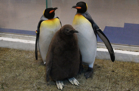 こころにスマイル　未来創造パーク　2年連続キングペンギンの人工授精に成功しました！
