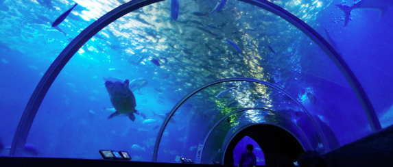 串本海中公園水族館で企画展「近大養殖の世界」を開催　近大マグロや交雑魚「クエタマ」など近畿大学の研究成果を展示