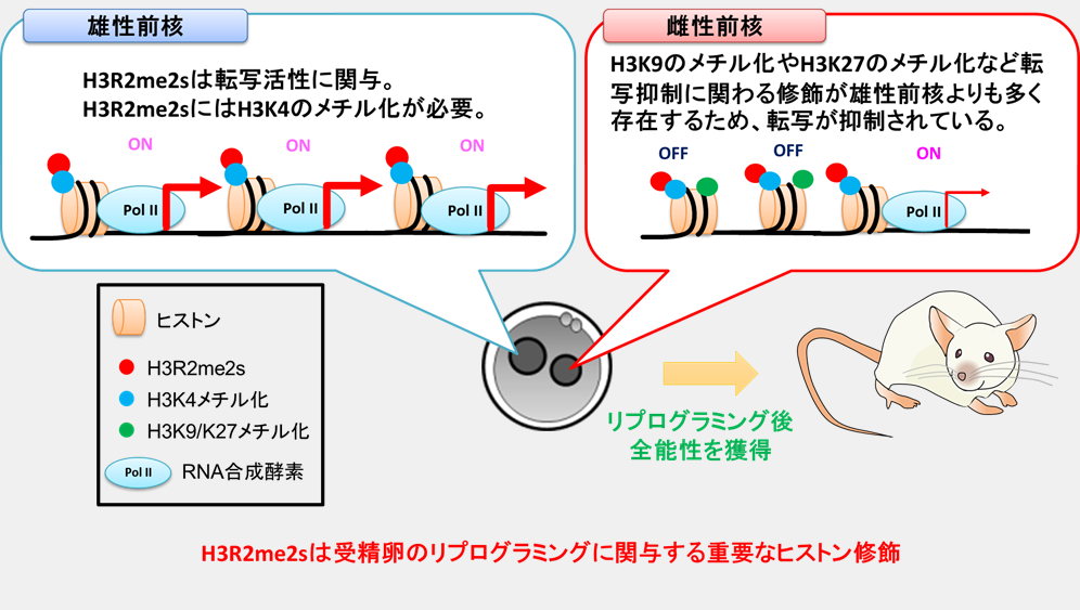 受精卵の発生に重要な因子を発見　―ヒストンのアルギニンジメチル化が重要―