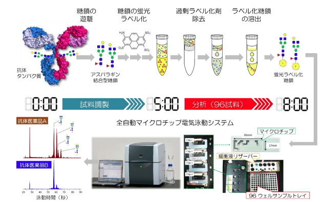 糖鎖解析において、世界最高レベルの高処理能力を実現 抗がん剤などの ...