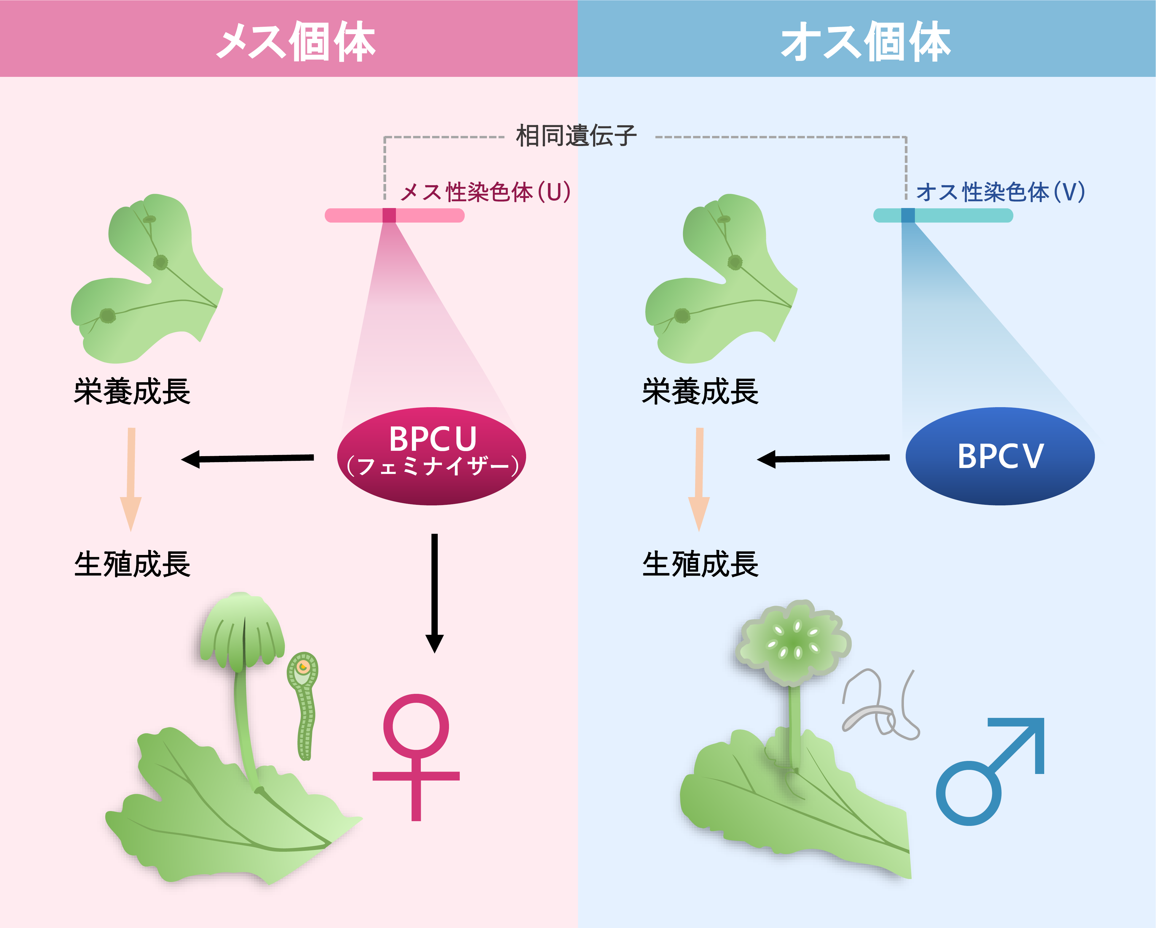 半数体生物の性染色体上の性決定遺伝子を解明　―コケがもつ現生生物最古の起源の性染色体―