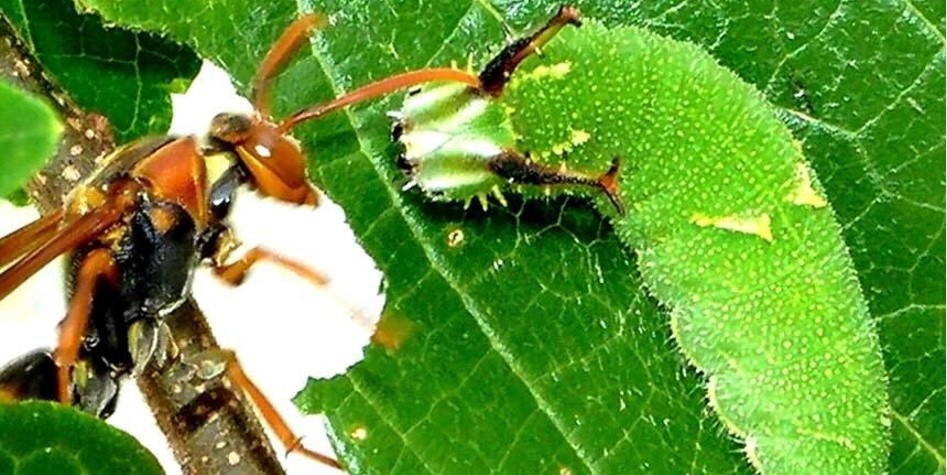 世界初！チョウの幼虫がもつ硬い角の役割を解明　アシナガバチ類などの天敵から身を守る盾の役割を果たす
