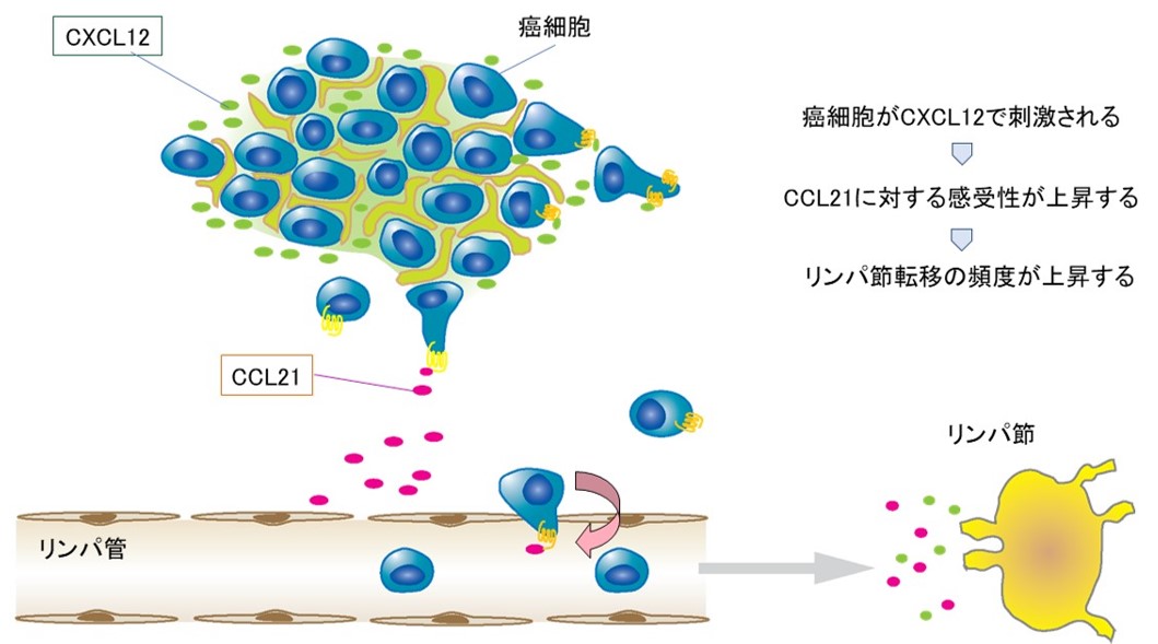 乳癌細胞のリンパ節転移につながるメカニズムを解明　細胞移動を誘導するタンパク質の解析による癌転移の詳細解明に期待