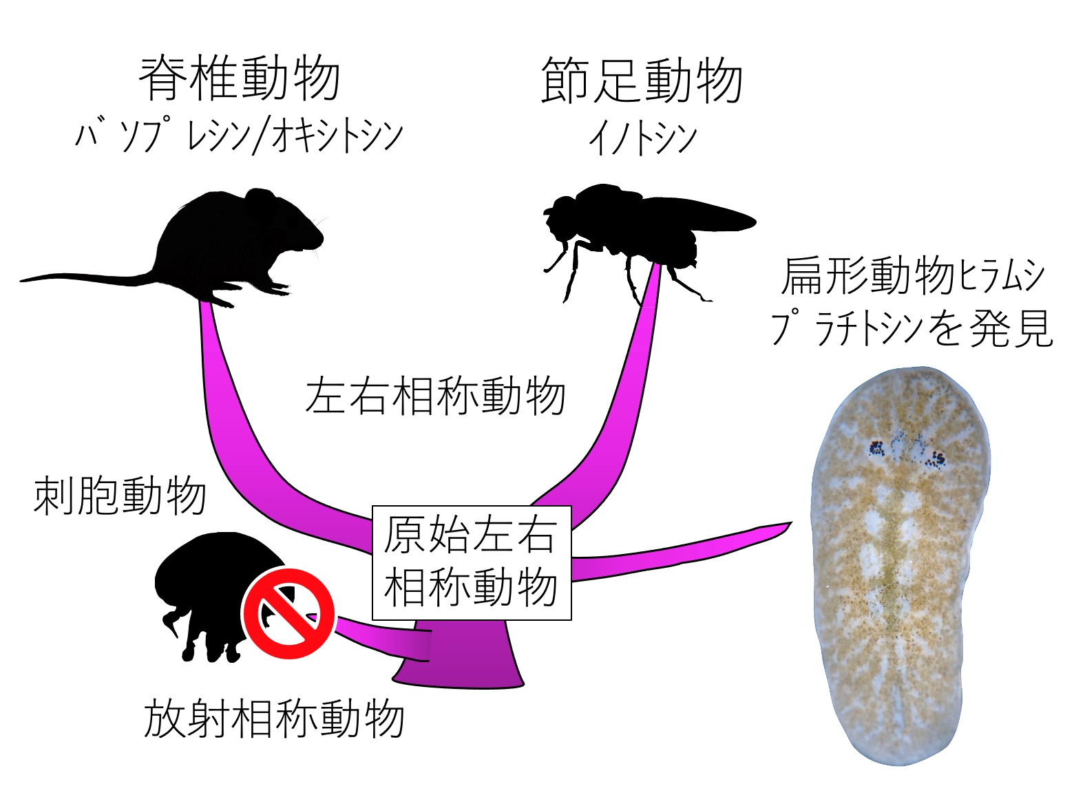 原始左右相称動物・扁形動物の