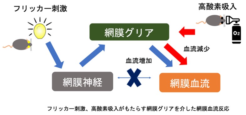 糖尿病網膜症・黄斑浮腫の低侵襲早期診断法の確立とフェノフィブラートナノ粒子点眼による新規低侵襲治療法確立への可能性