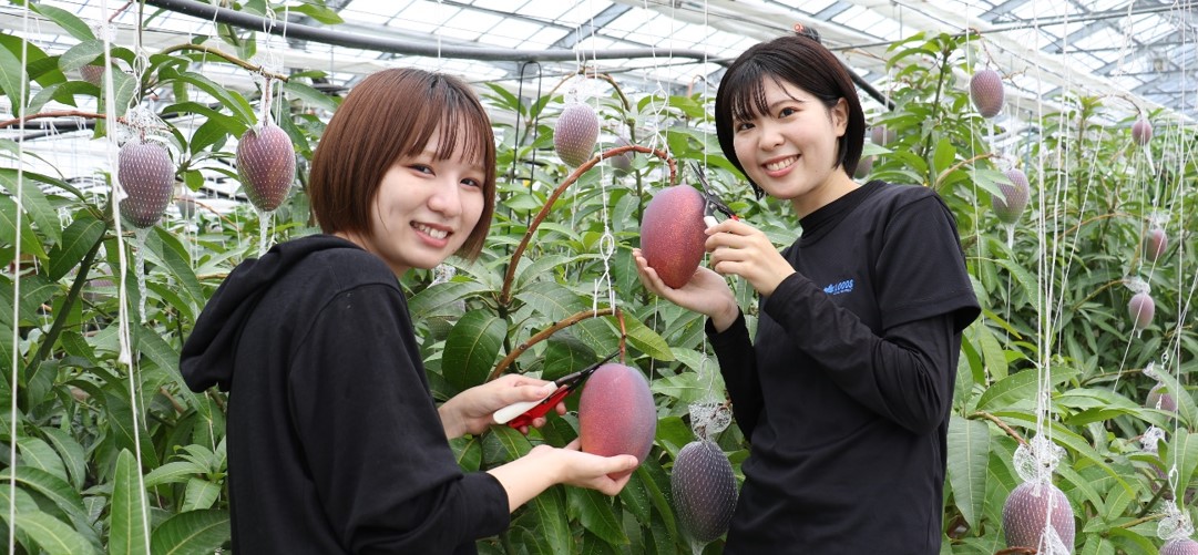 シルクのようになめらかな近大マンゴー「愛紅」　千疋屋総本店日本橋本店と伊勢丹首都圏3店舗で販売