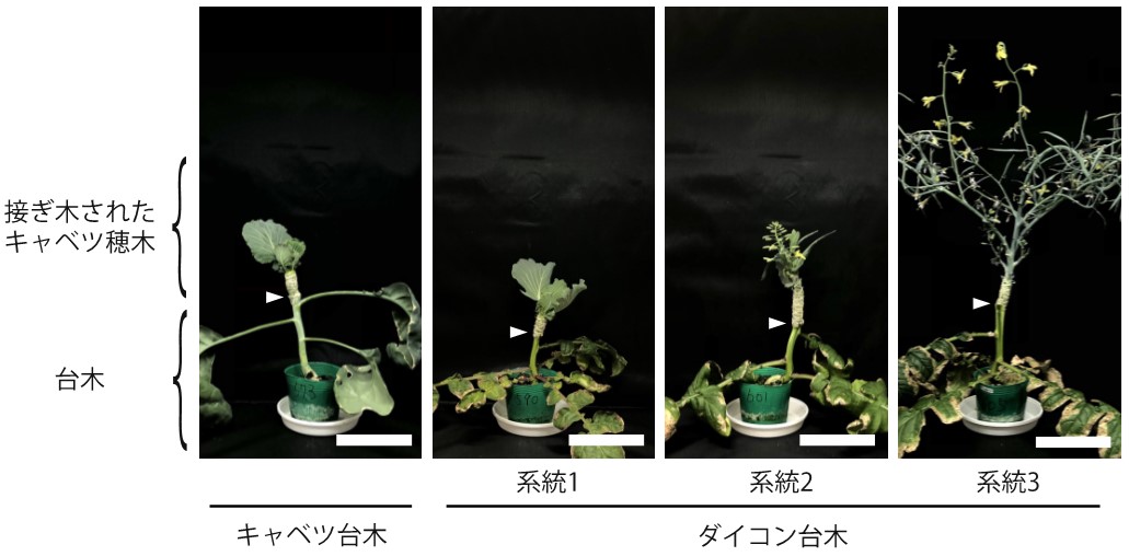 キャベツを強制的に開花させるために必要な花成ホルモン量を推定　―花を咲かせにくい植物の開花誘導技術の開発に期待―