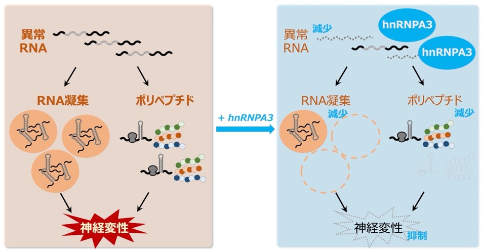 筋萎縮性側索硬化症と前頭側頭型認知症の根本治療へ　異常なRNAを抑えるタンパク質群を発見