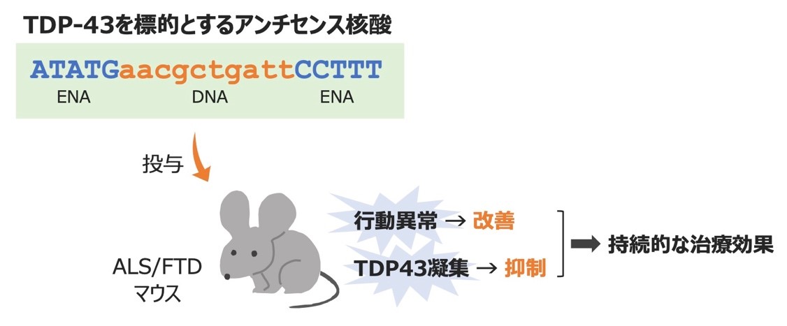 筋萎縮性側索硬化症と前頭側頭型認知症の核酸医薬を開発　発症に関与するタンパク質の異常凝集を抑制し、治療効果を発揮