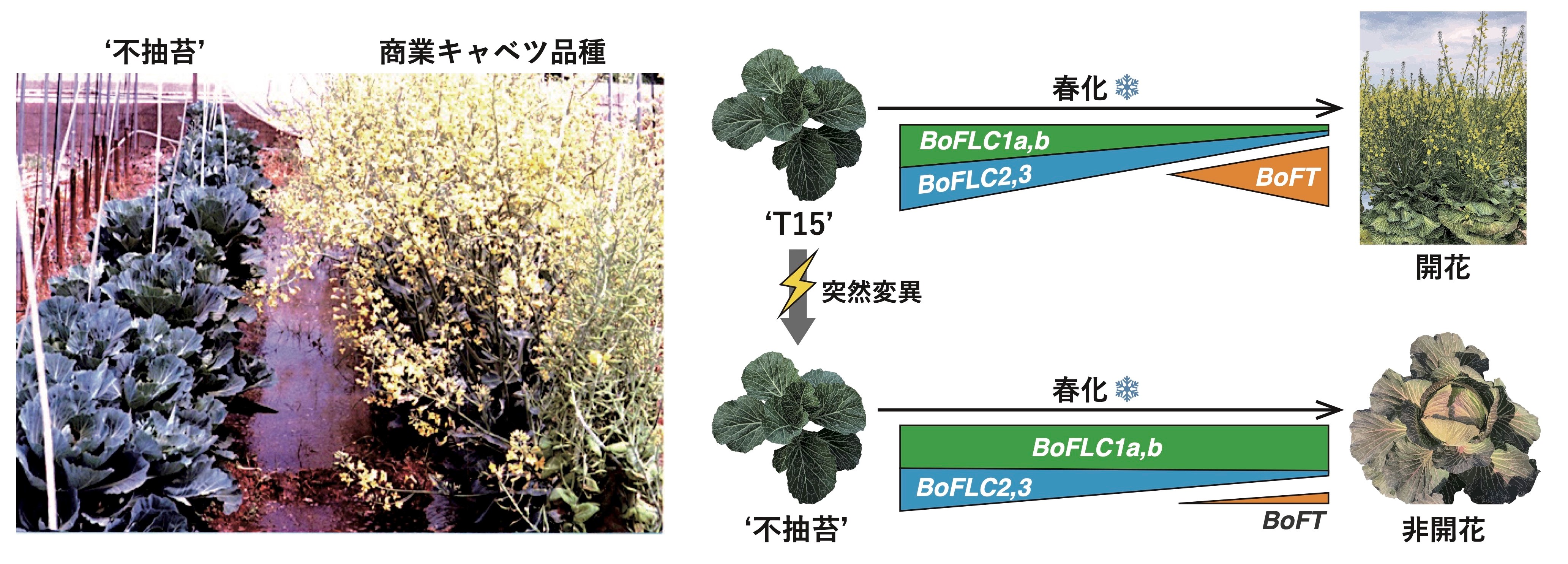 キャベツの開花が強力に抑制されるメカニズムを解明　&minus;45年前に発見された、花が咲かないキャベツの解析を通して&minus;