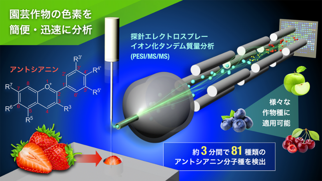 農作物に含まれる成分を簡便・迅速に分析する技術を確立　～煩雑な抽出や分離操作が不要、わずか3分間で81種類のアントシアニンを分析可能～