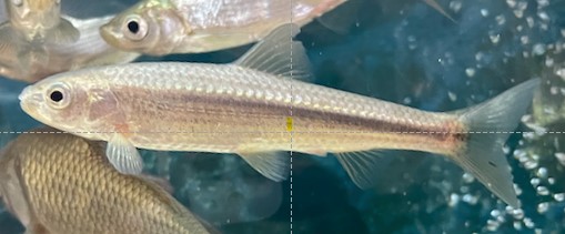 琵琶湖の重要魚種ホンモロコの遺伝的多様性を環境DNAで瞬時に評価！　保全への活用に期待
