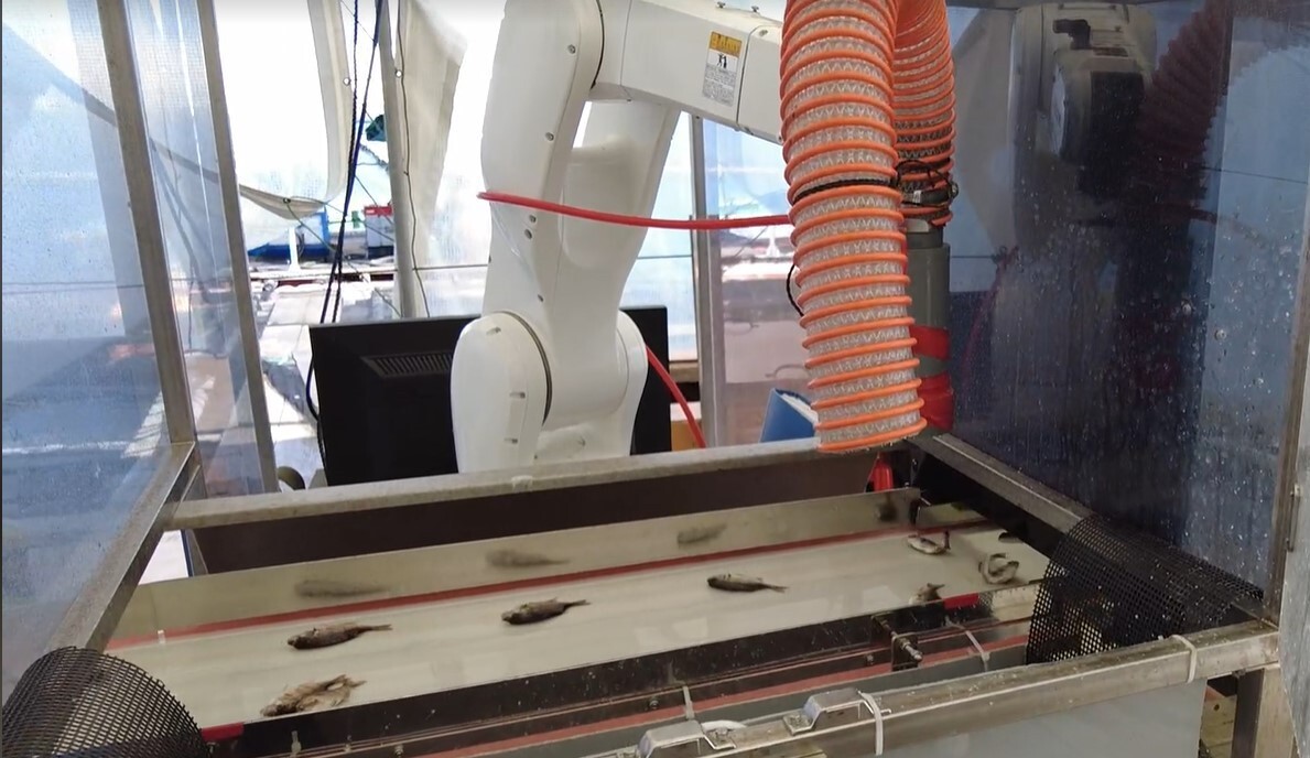 養殖用マダイ稚魚の選別にロボット技術を導入　自動選別装置の実証実験を実施
