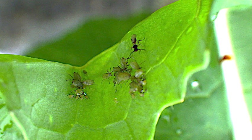 虫が残したフンやだ液などに含まれるDNAから植物上にいる多種多様な虫を検出する方法を開発