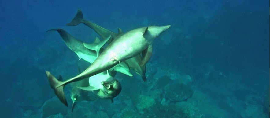 野生ミナミハンドウイルカの社会的性行動に関する発見　繁殖行動の練習やオス同士の絆形成の可能性