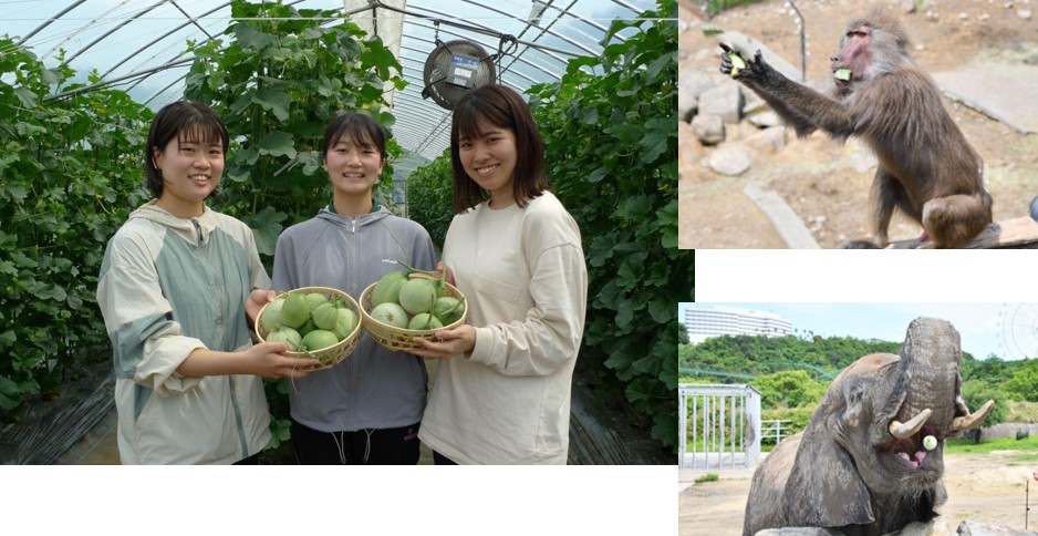 近大ICTメロンの摘果を動物の食事として提供！近畿大学農学部の学生が動物へ摘果メロンを与え、農業副産物の活用について学びます