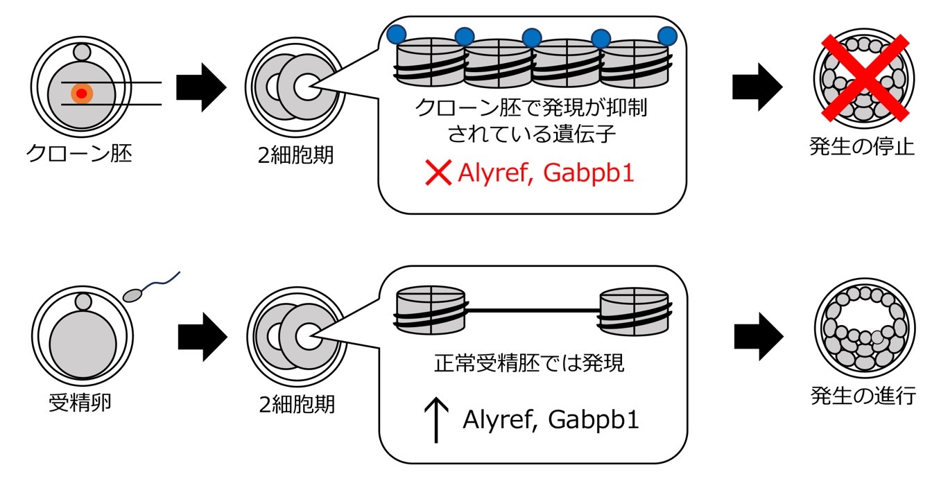 クローン胚が早期発生停止となる原因遺伝子を発見　クローン胚の早期発生停止を防止し、ゲノム保全技術発展などに寄与
