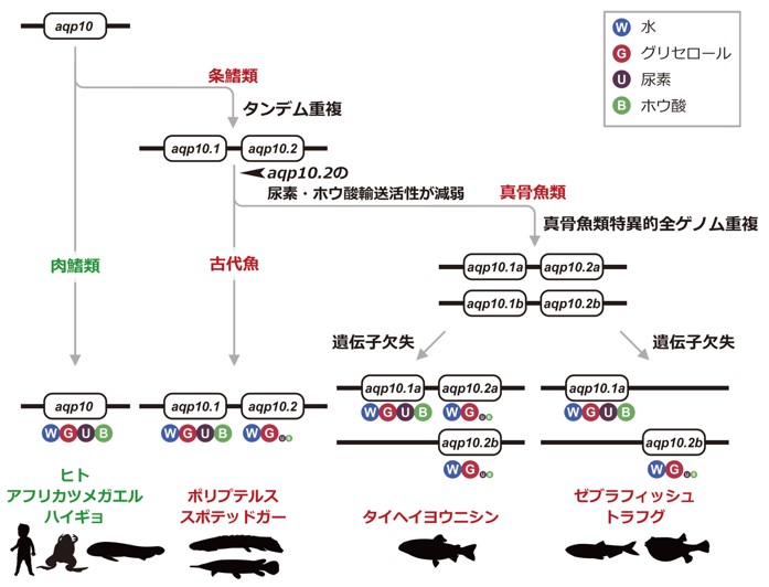 Aqp10タンパク質の尿素・ホウ酸輸送活性の減弱が生じた進化上のタイミングを同定　－アクアグリセロポリンの基質選択メカニズムの解明への貢献に期待－