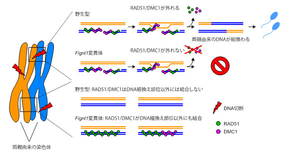 生命が多様性を生み出す仕組みの謎に迫る！　生殖細胞で組換えタンパク質が特定のDNAに結合するメカニズム　―不要な結合を除去することが重要だった―