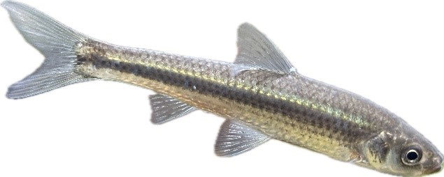 琵琶湖固有の魚「ホンモロコ」が産卵回帰することを発見　ホンモロコの生態解明と資源回復に繋がる世界初の研究成果