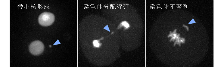 不妊治療時の排卵誘発剤投与が受精卵に悪影響を与えないことを確認　長年議論されてきた排卵誘発剤投与の可否に一石を投じる研究成果